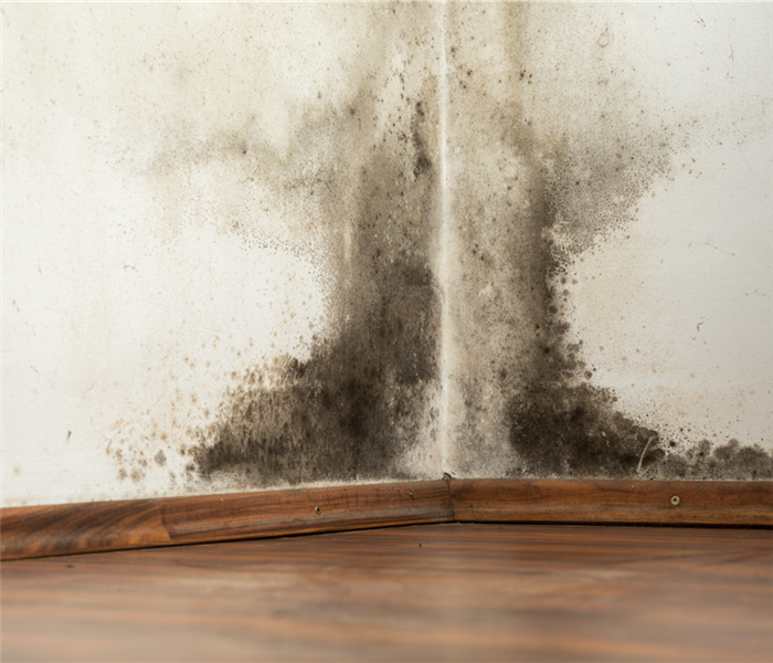 A mold infestation spreading on a wall.